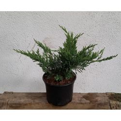 Juniperus Sabina Tamarascifolia