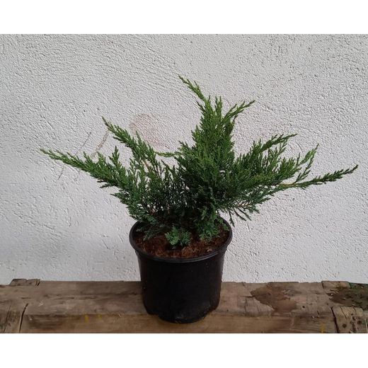 Juniperus Sabina Tamarascifolia