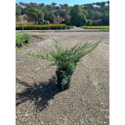 Juniperus x virginiana 'Hetzii