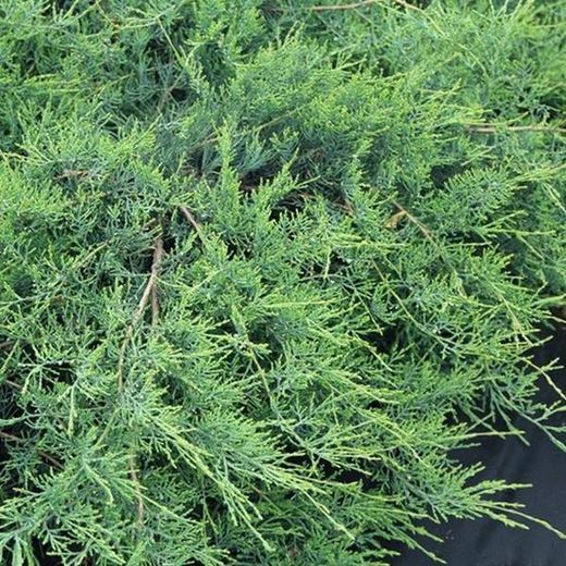 Juniperus x virginiana 'Hetzii