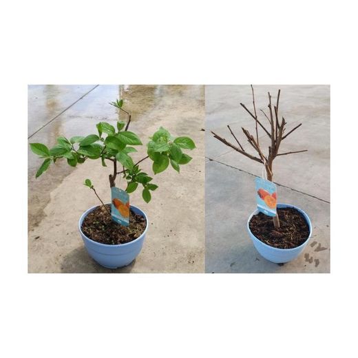 Kaki Palosanto Enano
