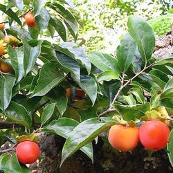 Kaki Palosanto Enano