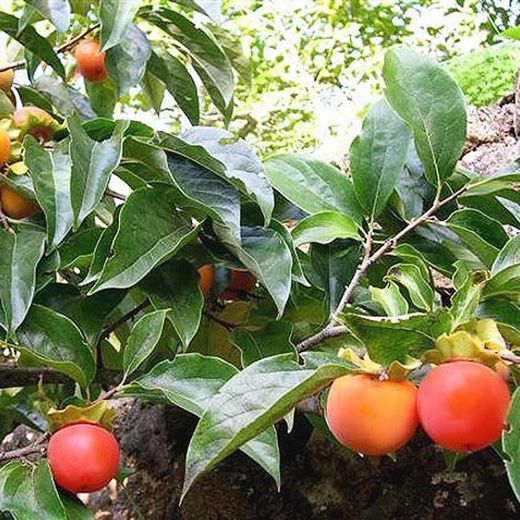 Kaki Palosanto Enano