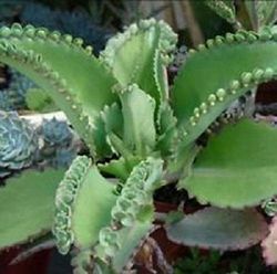 Dalanmont Kalanchoe