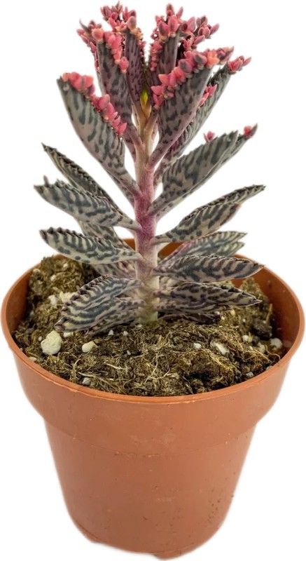 Kalanchoe Daigremontiana
