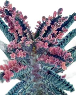 Kalanchoe Daigremontiana