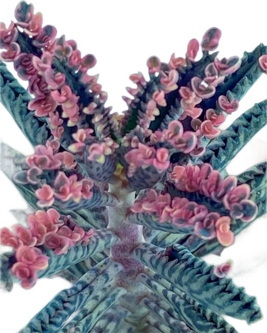 Kalanchoe daigremontiana, comúnmente conocida como 