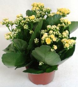 Kalanchoe Kalandiva
