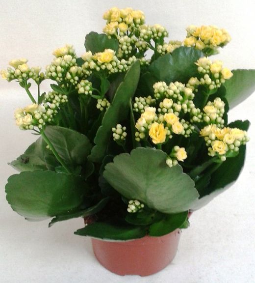 Kalanchoe Kalandiva