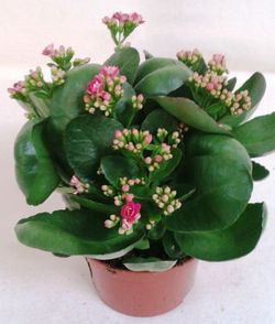 Kalanchoe Kalandiva