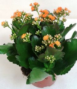Kalanchoe Kalandiva