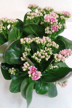 Kalanchoe Kalandiva