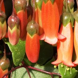 Kalanchoe Tessa