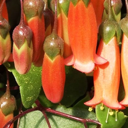 Kalanchoe Tessa