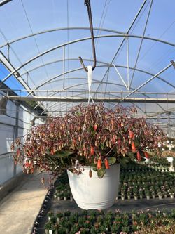 Kalanchoe Tessa
