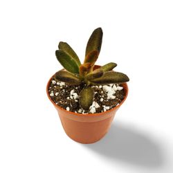 Kalanchoe Tomentosa Chocolate Soldier