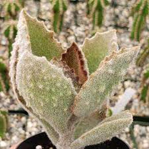 Kalanchoe v Fang