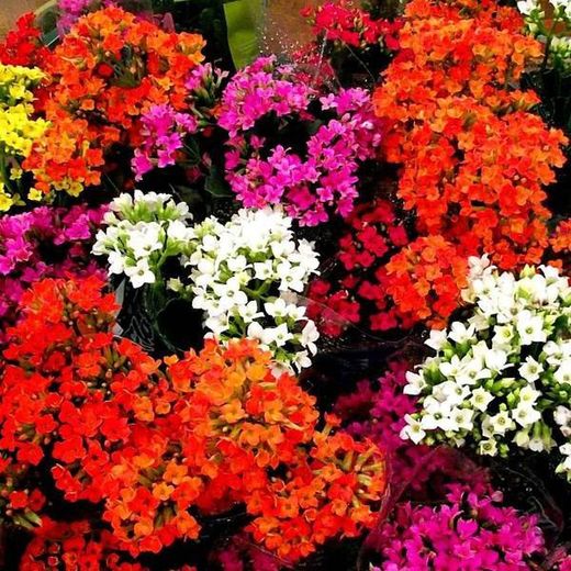 Kalanchoes