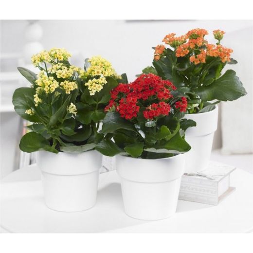 Kalanchoes