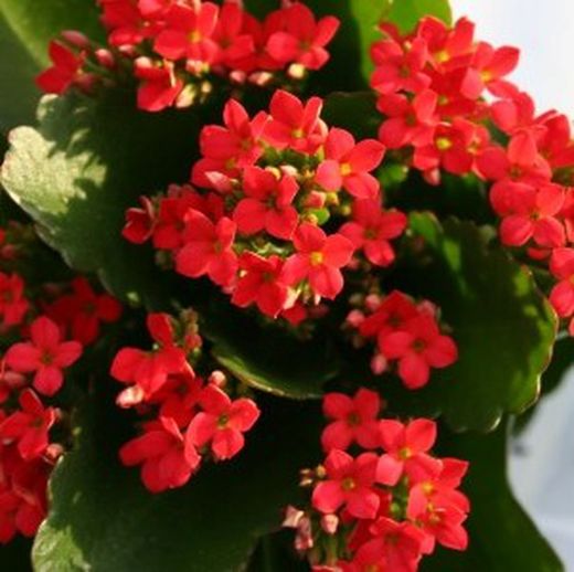 Kalanchoes