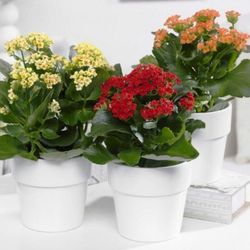 Kalanchoes