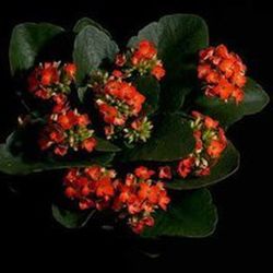 Kalanchoes