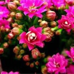 Kalanchoes