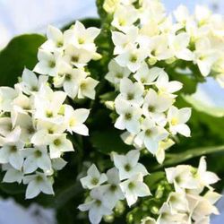 Kalanchoes