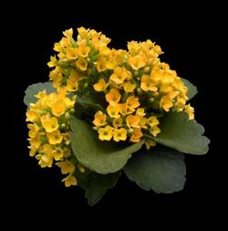Kalanchoes