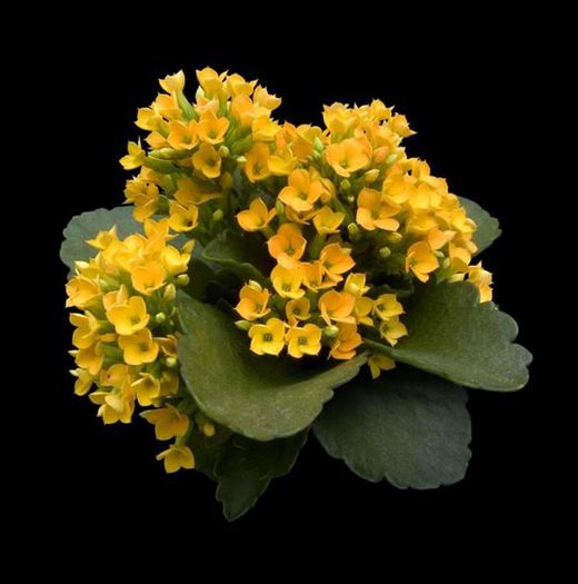 Kalanchoes
