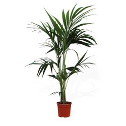 Howea Forsteriana Kentias
