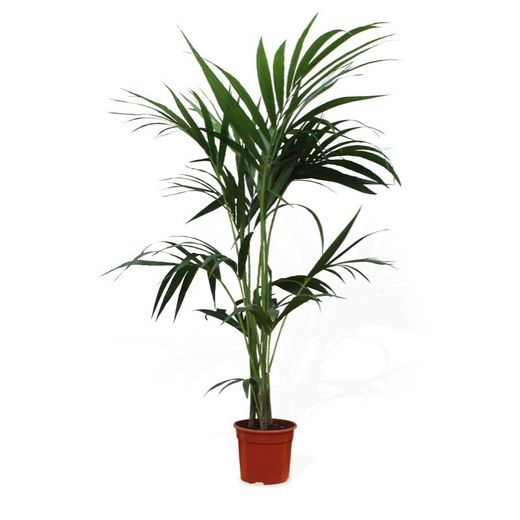 Howea Forsteriana Kentias