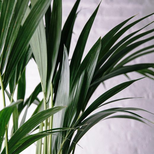 Howea Forsteriana Kentias