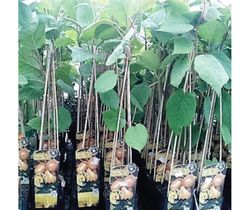 Kiwi Gold Femella Groc