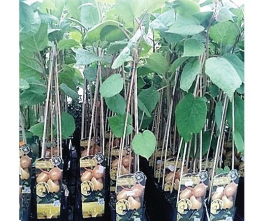 Kiwi Gold Femella Groc