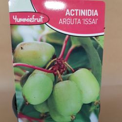 Kiwiño Arguta Issai Autofertil