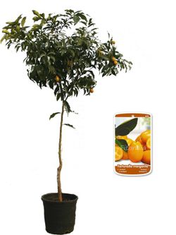Kumquat MPS
