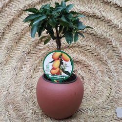 Kumquat mini pote de cerâmica