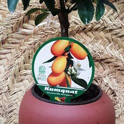 Kumquat mini pote de cerâmica