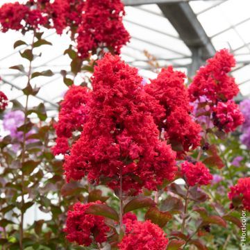 Lagerstroèmia copa