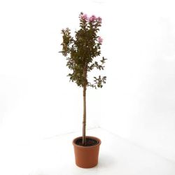 Lagerstroèmia copa