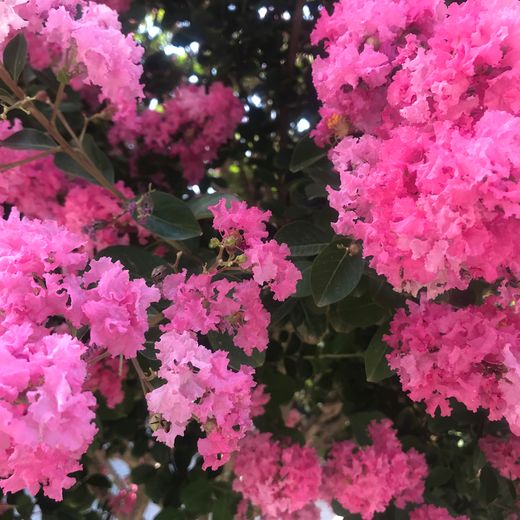 Lagerstroèmia copa