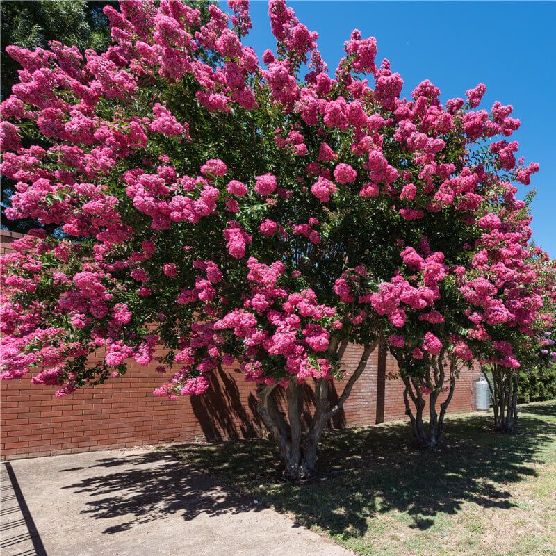 Lagerstroemia copa Pink