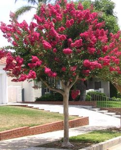 Lagerstroemia Indica