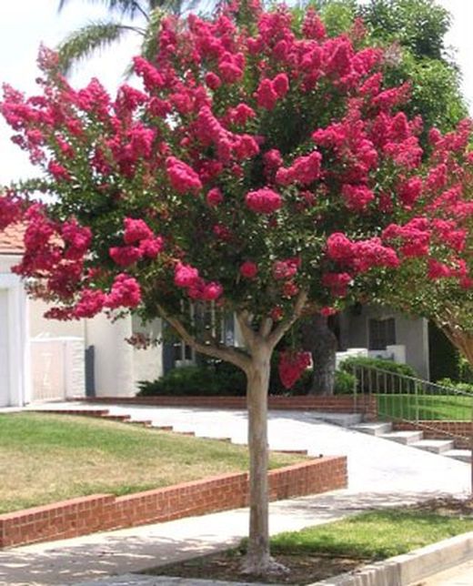 Lagerstroemia Indica