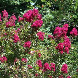 Lagerstroemia Indica