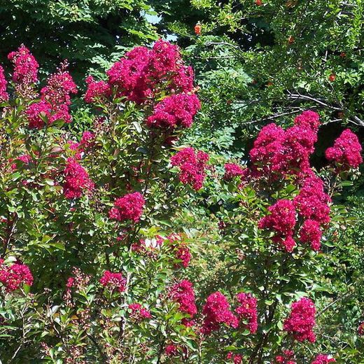 Lagerstroemia Indica