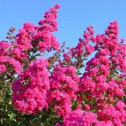 Lagerstroemia Indica