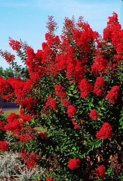 Lagerstroemia Indica