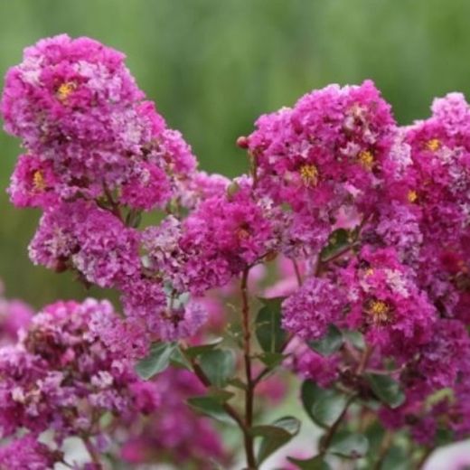 Lagerstroemia Indica